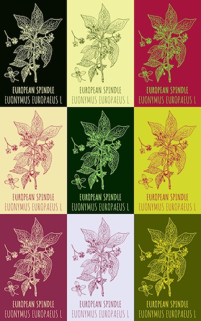 Conjunto de dibujos vectoriales de SPINDLE EUROPEO en varios colores Ilustración dibujada a mano Nombre latino EUONYMUS EUROPAEUS L