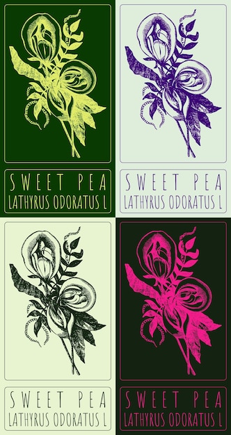 Conjunto de dibujos vectoriales SWEET PEA en chino en varios colores El nombre latino es LATHYRUS ODORATUS L