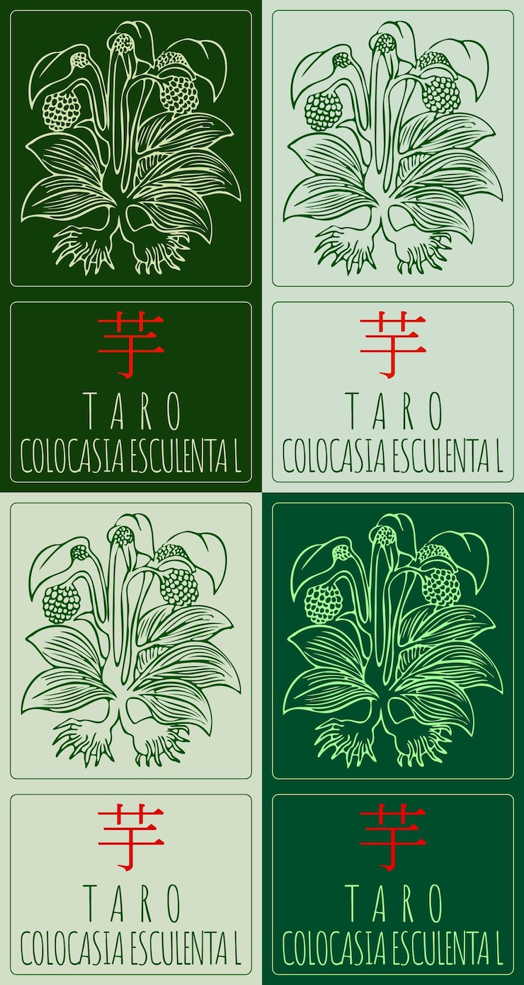 Vector conjunto de dibujos vectoriales taro en chino en varios colores ilustración dibujada a mano el nombre latino es colocasia esculenta l