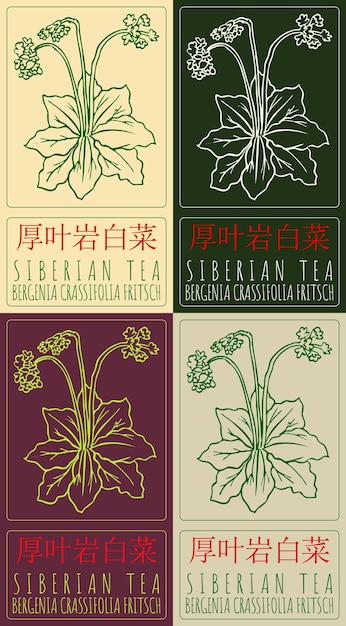 Conjunto de dibujos vectoriales TEA SIBERIANA en chino en varios colores Ilustración dibujada a mano El nombre latino es BERGENIA CRASSIFOLIA FRITSCH