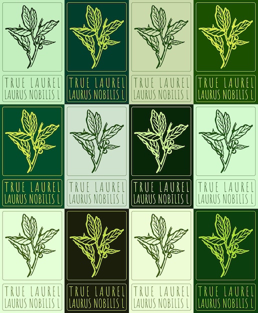 Conjunto de dibujos vectoriales TRUE LAUREL en varios colores Ilustración dibujada a mano El nombre latino es LAURUS NOBILIS L