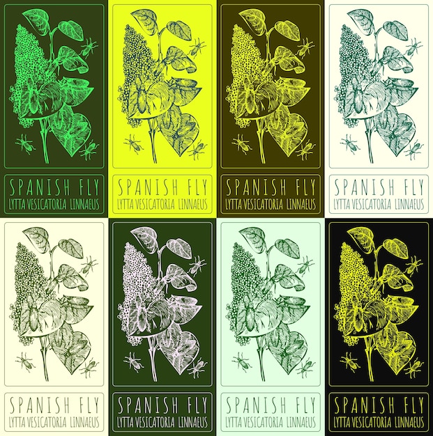 Conjunto de dibujos vectoriales en varios colores El nombre latino es LYTTA VESICATORIA LINNAEUS