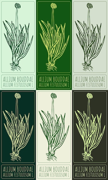 Conjunto de dibujos vectoriales WELSH ONION en varios colores Ilustración dibujada a mano El nombre latino es ALLIUM FISTULOSUM L
