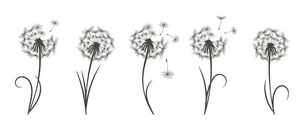 Conjunto de dientes de león dibujados con pelusa voladora. Arte lineal. Plantillas florales, impresión, iconos, vector
