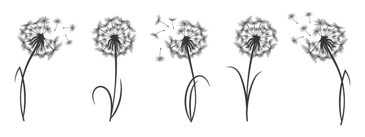 Vector conjunto de dientes de león esponjosos de contorno con semillas vector de iconos de dibujo de logotipo lineal de flores silvestres