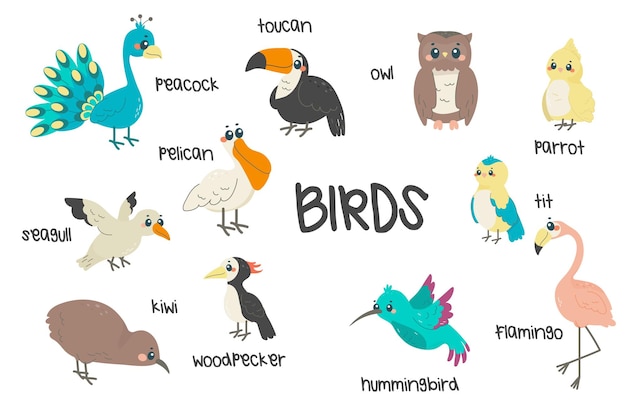 Vector conjunto de diferentes aves una ilustración infantil con nombres de primavera aves exóticas