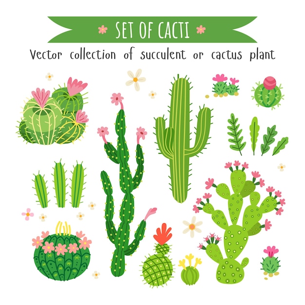 Vector conjunto de diferentes cactus y suculentas.