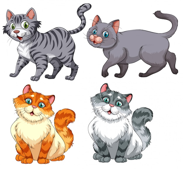 Vector conjunto de diferentes charater gato