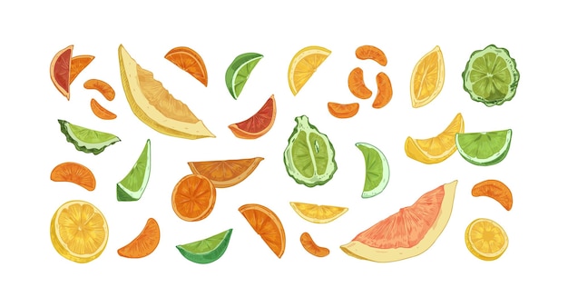 Conjunto de diferentes cítricos aislados sobre un fondo blanco cortes dibujadas a mano segmentos y pedazos de naranja limón bergamota lima pomelo pomelo y mandarina ilustración vectorial de colores