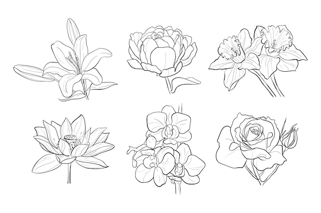Conjunto de diferentes estilos de líneas de flores