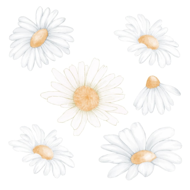 Vector un conjunto de diferentes flores de manzanilla