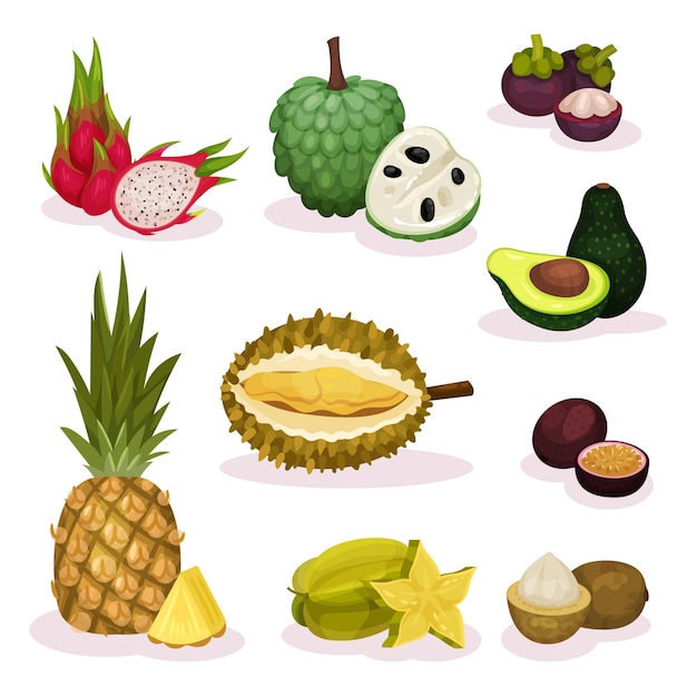 Conjunto de diferentes frutas exóticas producto natural alimentos orgánicos y sabrosos nutrición vegetariana alimentación saludable elementos para cartel o pancarta diseño vectorial plano detallado aislado sobre fondo blanco