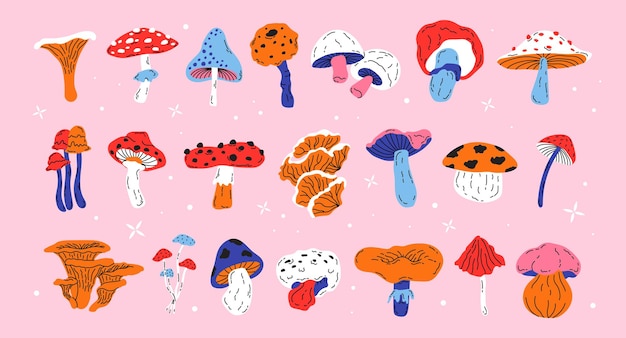 Conjunto de diferentes hongos forestales estacionales hongos chanterelle mosca agaric boletus