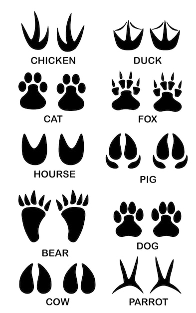 Conjunto de diferentes huellas de animales y aves negras Colección de huellas de silueta con texto