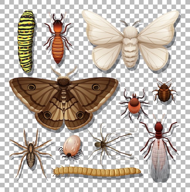 Conjunto de diferentes insectos sobre fondo transparente