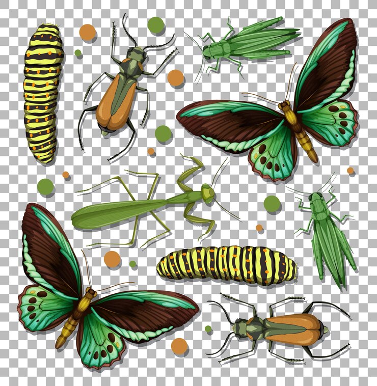 Vector conjunto de diferentes insectos sobre fondo transparente