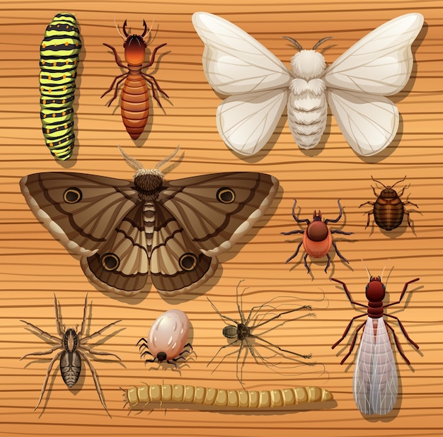 Vector conjunto de diferentes insectos en superficie de madera.