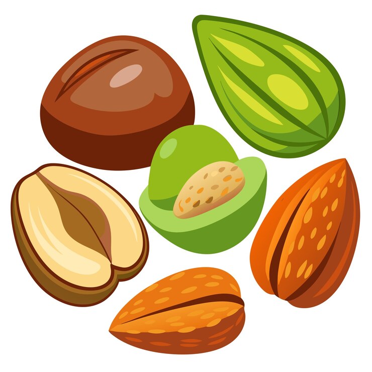 Vector conjunto de diferentes nueces clip art y diseño vectorial con fondo blanco
