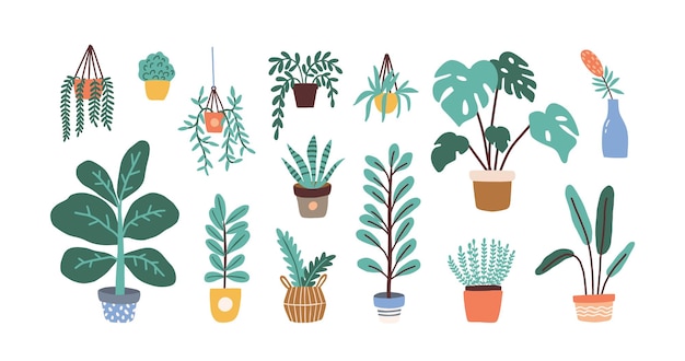 Vector conjunto de diferentes plantas de casas tropicales. ficus, monstera, protea, pellaea, suculentas en varias macetas, jarrón. decoración hogareña acogedora escandinava. ilustración de dibujos animados de vector plano aislado en blanco.