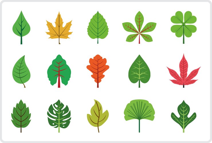 Conjunto de diferentes tipos de hojas de hojas en vector de colores