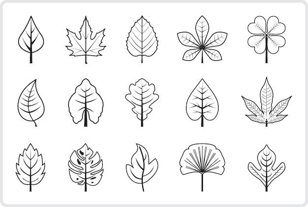 Conjunto de diferentes tipos de hojas en el vector delineado