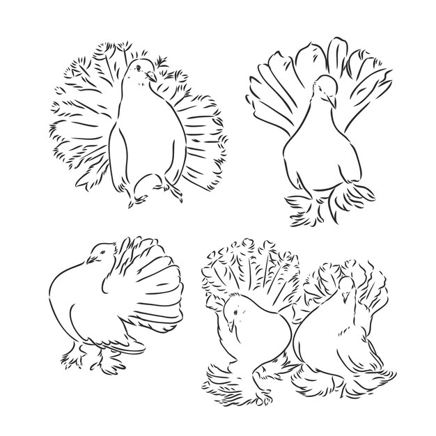 Conjunto de diseño de palomas Grabado dibujado a mano Ilustración vintage vectorial editable Aislado
