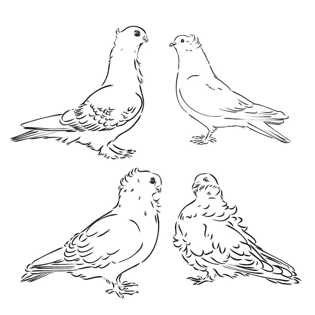 Vector conjunto de diseño de palomas grabado dibujado a mano ilustración vintage vectorial editable aislado