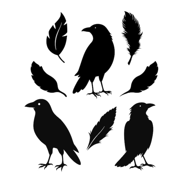 Conjunto de diseños de aves y plumas de cuervo y cuervo