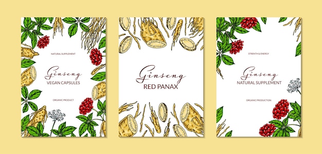 Conjunto de diseños verticales coloridos de ginseng Ilustración de vector botánico dibujado a mano en estilo boceto