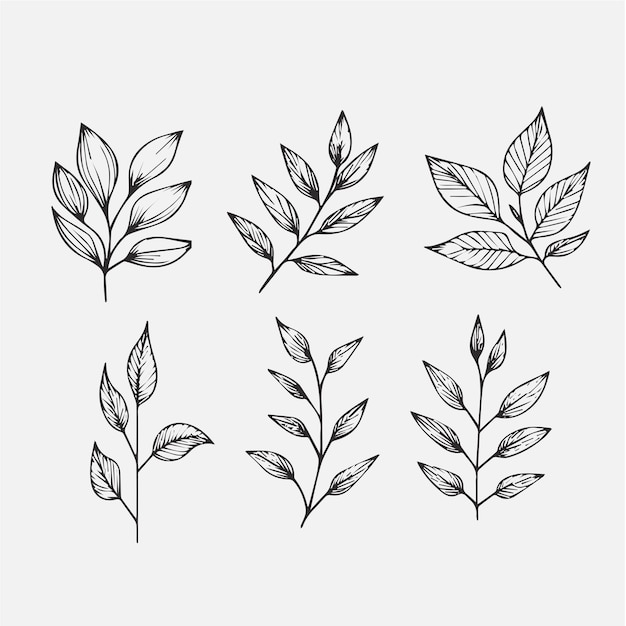 Conjunto de disposición botánica de hojas ramas y flores en flor Vector hierbas ornamentales