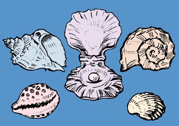 Un conjunto de las diversas conchas marinas.