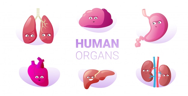 Conjunto divertido mascota anatómica riñones pulmones cerebro estómago corazón hígado caracteres lindo cuerpo humano órganos internos colección horizontal