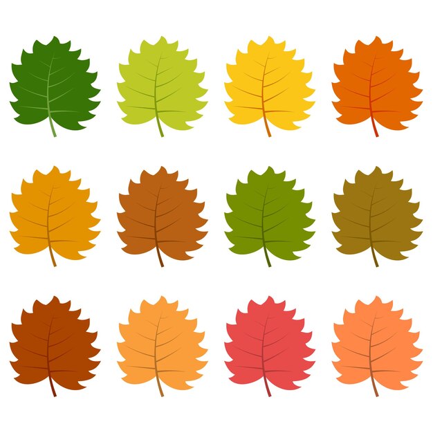 Conjunto de doce hojas de otoño en diferentes colores otoñales. Ilustración vectorial.