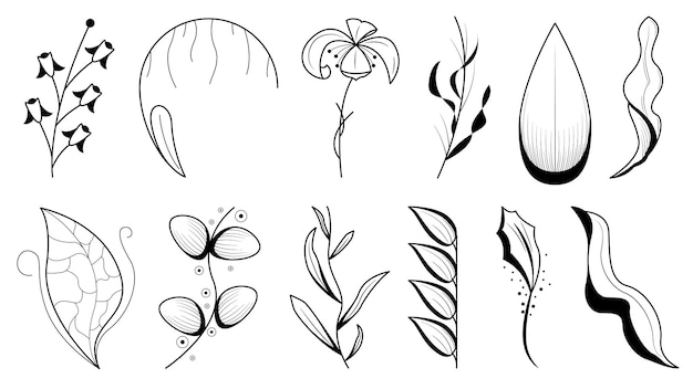 Conjunto Doodle Elementos Dibujados a mano Colección Botánica Hierbas Flora Hoja Rama Vid Flor Plantas