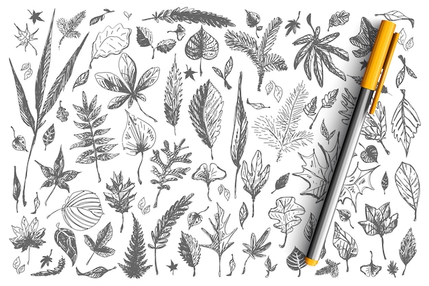 Conjunto de doodle de hojas. colección de diferentes formas decorativas otoño primavera árbol que cae abedul roble