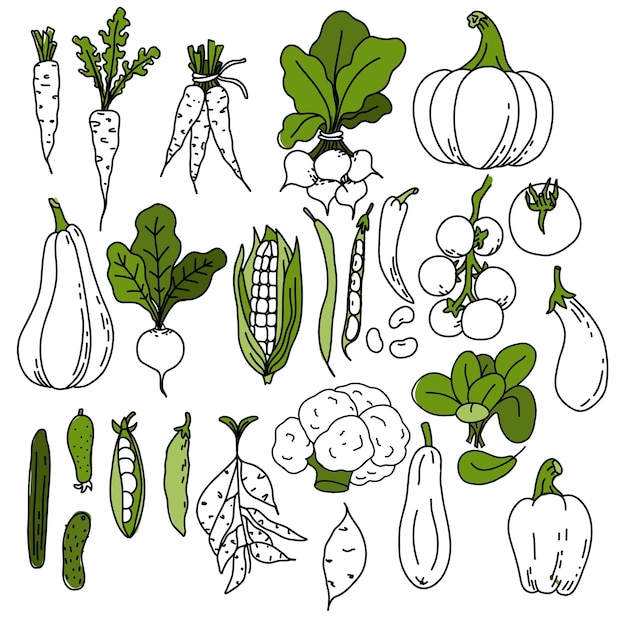 Un conjunto de doodle de verduras blancas y verdes. Elementos para el diseño de carteles culinarios, menús, diseño de páginas web
