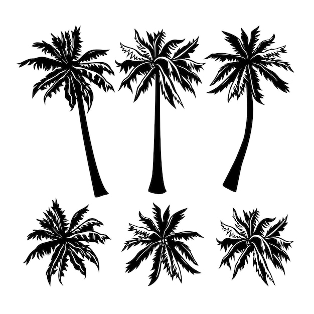 Vector conjunto de dos palmeras de dátiles diferentes