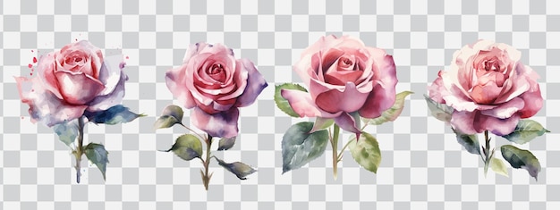 Un conjunto de dos rosas rosas sobre un fondo transparente.