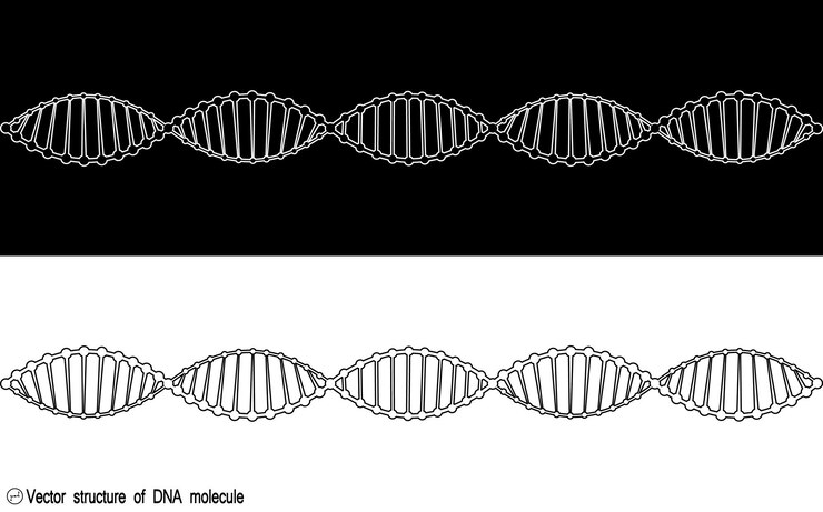 Vector un conjunto de dos variantes de la molécula de adn, esquema. variedad en blanco y negro. dibujo simple, icono. para su diseño. aislado.