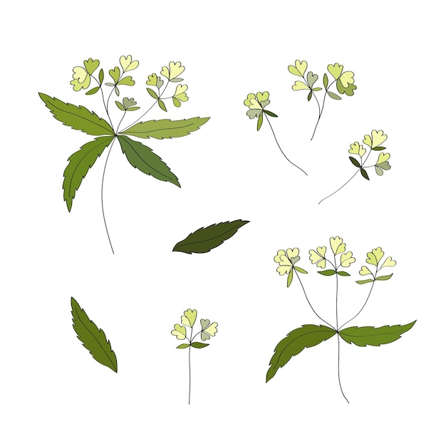 Vector conjunto de elementos botánicos de la planta medicinal más loco tintorero las hojas de las ramas de las flores se dibujan a mano