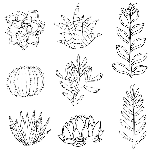 Conjunto de elementos con cactus dibujados a mano sobre fondo blanco Iconos vectoriales en estilo de boceto en blanco y negro Objetos aislados dibujados a mano