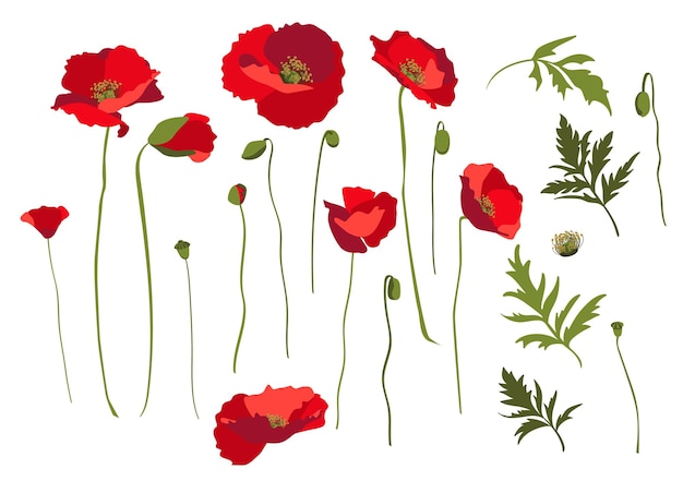 Conjunto de elementos de diseño, flores de amapola, tallos y hojas. aislado sobre fondo blanco