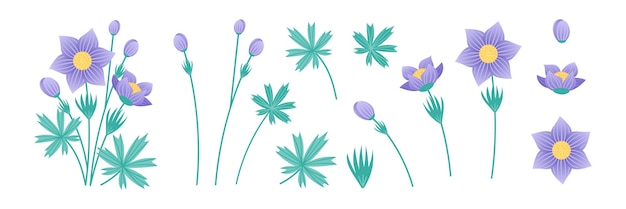 Conjunto de elementos Flor de Pascua sobre un fondo blanco Colección de elementos vegetales para el diseño Flores púrpuras delicadas Ilustración vectorial