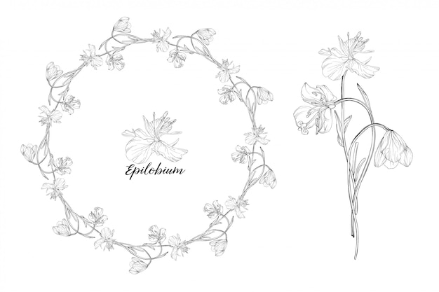 conjunto de elementos florales epilobium