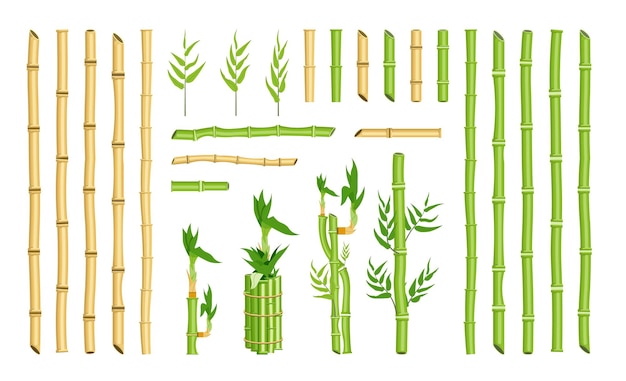 Conjunto de elementos de marco de borde de tallo de palo de bambú curvo recto. Solo palo y paquete, hoja de caña hueca verde, vegetación de selva ecológica para la ilustración de vector de diseño aislado sobre fondo blanco
