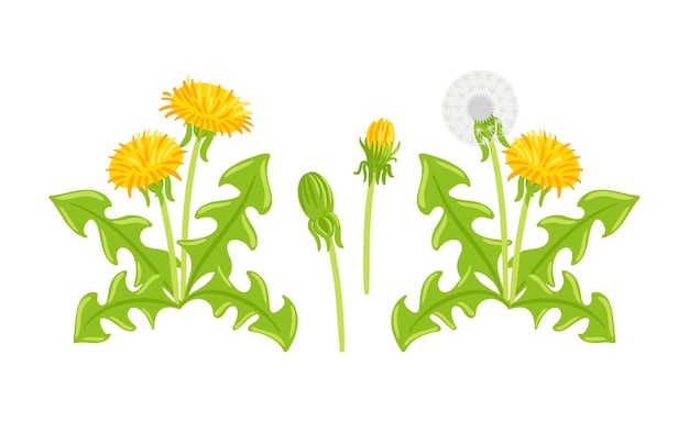 Conjunto de elementos vectoriales con diente de león en varias etapas, incluidas las cabezas de las semillas de las flores y