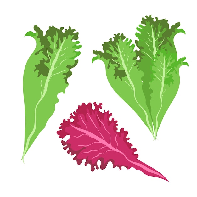 Conjunto de ensalada verde hojas lechuga dibujar sobre fondo blanco. elemento de diseño Dibujo vectorial aislado