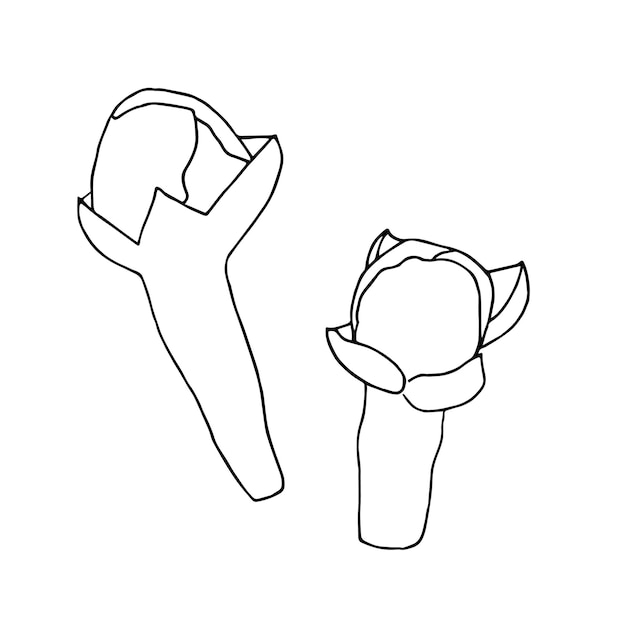 Conjunto de especias negras y blancas clavos en silueta dibujo de contorno grabado ilustración vectorial