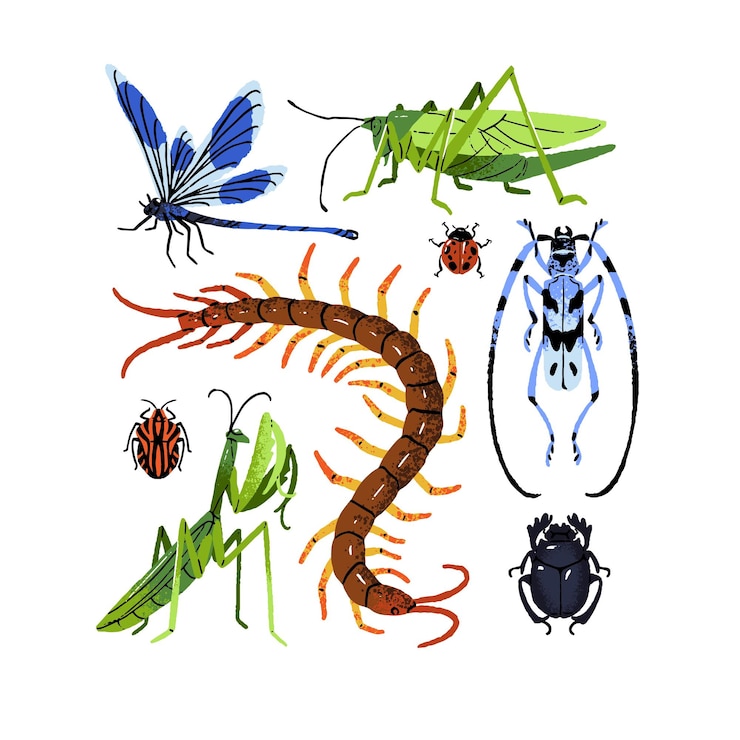 Vector conjunto de especies de insectos varios escarabajos insectos mariquitas libélula saltamontes verdes ciempiés mantis escarabajo sagrado fauna exótica ilustraciones vectoriales planas aisladas dibujadas a mano sobre fondo blanco