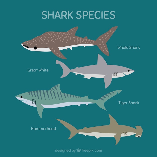 Vector conjunto de especies de tiburones en estilo plano